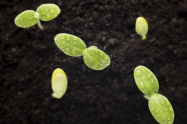 포토 JPG 해외이미지 식물 백그라운드 잎 자연 새로움 씨앗 사람없음 초록색 봄 성장 작음 오브젝트 뿌리 먼지 개발 모종 해외202004 해외포토 계절 컬러 컨셉 크기 생태계 파일형식 이미지허브