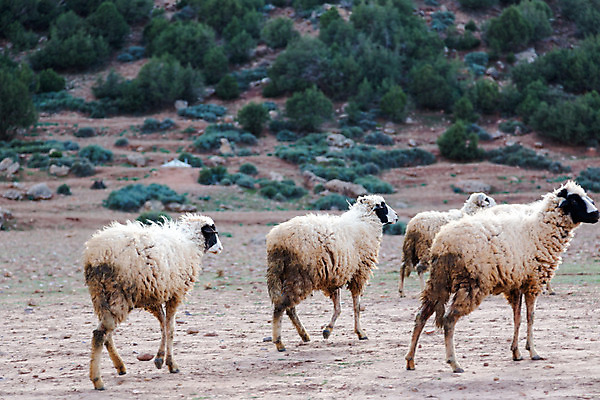 포토 JPG 해외이미지 동물 여행 백그라운드 밭 농업 포유류 자연 산 건조 털 풍경 사람없음 초록색 농장 농경지 갈색 검은색 가축 회색 흰색 시골 양 그룹 양치기 닫기 군중 방목 배고픔 언덕 암초 양고기 내추럴 양모 방치 해외202004 해외포토 직업 산업 컬러 모션 육류 사람 직물 축산업 생태계 파일형식 이미지허브