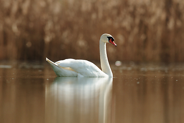 포토 JPG 해외이미지 주간 한마리 호수 사람없음 백조 해외202004 해외포토 자연요소 1 조류 파일형식 이미지허브