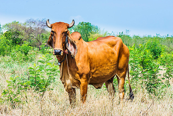 포토 JPG 해외이미지 나무 식물 동물 꽃 음식 가정 자연 건강 사람없음 빨간색 초록색 여름 농장 노란색 가축 흰색 소 숲 방목 건강식 내추럴 해외202004 해외포토 계절 컬러 농업 포유류 축산업 생태계 파일형식 이미지허브