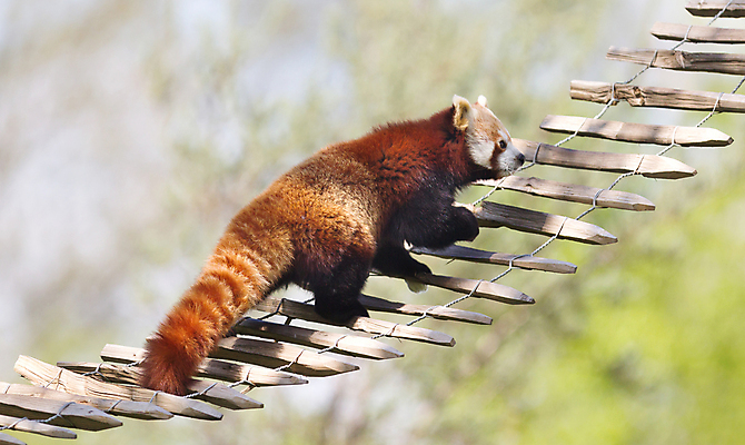 포토 JPG 해외이미지 주간 한마리 사람없음 야외 아웃포커스 귀여움 나무다리 건너기 레서판다 해외202004 해외포토 자연요소 1 컨셉 포유류 모션 촬영기법 다리_건축물 파일형식 이미지허브