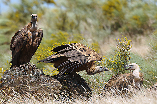 포토 JPG 해외이미지 동물 유럽 야생동물 음식 날개 포유류 자연 조류 생물 육류 사람없음 야외 흰색 행운 그룹 황무지 스페인 보호 먹이 먹기 깃털 부리 육식동물 내추럴 수유 스페인어 포식 해외202004 해외포토 나라 컬러 컨셉 식재료 모션 생태계 파일형식 이미지허브