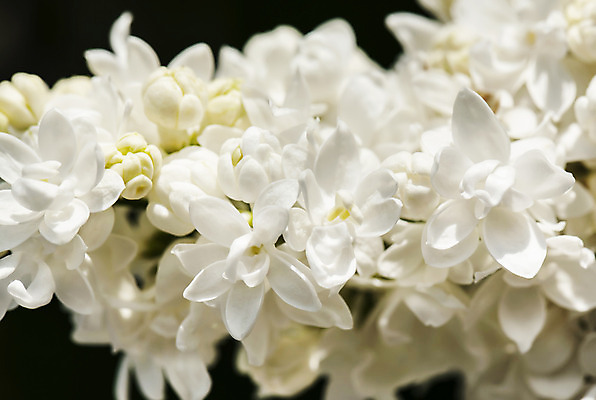 포토 JPG 해외이미지 나무 식물 계절 꽃잎 꽃 백그라운드 잎 꽃무늬 자연 사람없음 야외 장식 여름 정원 검은색 봄 성장 벚꽃 흰색 나뭇가지 신선 개화 다발 순수 원예 심플 부드러움 라일락 해외202004 해외포토 컬러 컨셉 무늬 취미 감각 생태계 파일형식 이미지허브