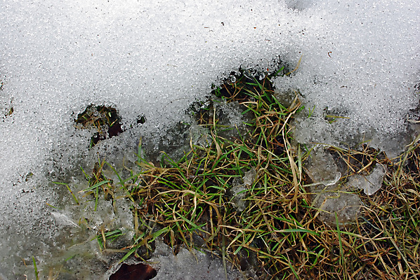 포토 JPG 해외이미지 식물 계절 백그라운드 잎 밭 자연 하늘 날씨 새로움 건조 풍경 잔디 사람없음 야외 초록색 여름 햇빛 새싹 침묵 봄 회색 신선 습지 허브 장면 천국 무한 옛날 웅장함 완전 해외202004 해외포토 컬러 컨셉 농업 태양 소리 생태계 파일형식 이미지허브
