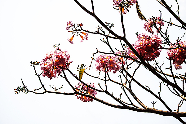 포토 JPG 해외이미지 나무 식물 계절 공원 꽃잎 꽃 분홍색 백그라운드 잎 꽃무늬 자연 하늘 추상 발렌타인데이 사람없음 장식 여름 컬러풀 햇빛 귀여움 환경 정원 봄 꿈 들꽃 성장 벚꽃 가을 개화 우아함 달콤 즐거움 트럼펫 꽃수술 해외202004 해외포토 공공시설 감정 컬러 컨셉 무늬 데이이벤트 태양 맛 금관악기 생태계 파일형식 이미지허브