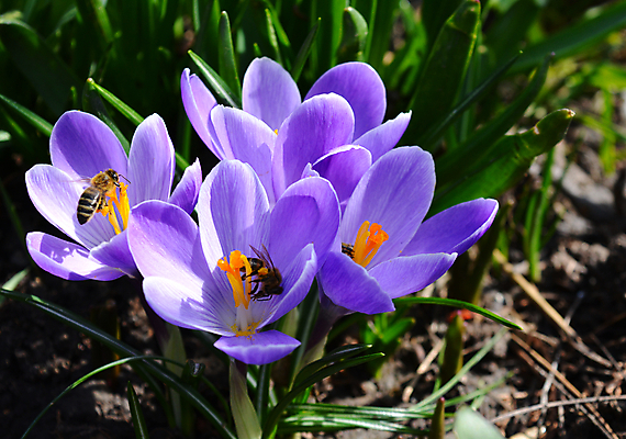 포토 JPG 해외이미지 식물 계절 꽃 꽃무늬 자연 사람없음 초록색 정원 보라색 봄 벚꽃 개화 제비꽃 내추럴 해외202004 해외포토 컬러 무늬 생태계 파일형식 이미지허브