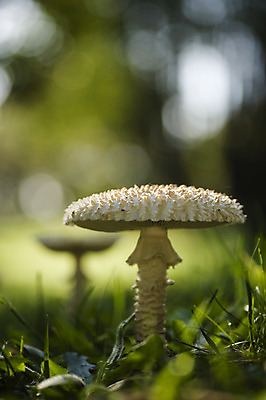 포토 JPG 해외이미지 계절 유럽 음식 줄기 패턴 밭 우산 요정 사람없음 초록색 환경 버섯 이탈리아 성장 가을 흰색 반지 원형 눈금 마녀 마법 10월 곰팡이 독버섯 식용 캡모자 해외202004 해외포토 도형 식물 모자_잡화 나라 컬러 무늬 농업 장신구 날짜 파일형식 이미지허브