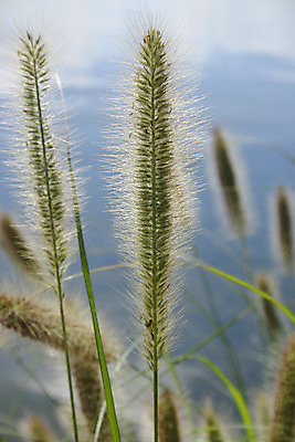 포토 JPG 해외이미지 식물 사람없음 물 해외202004 해외포토 자연요소 파일형식 이미지허브