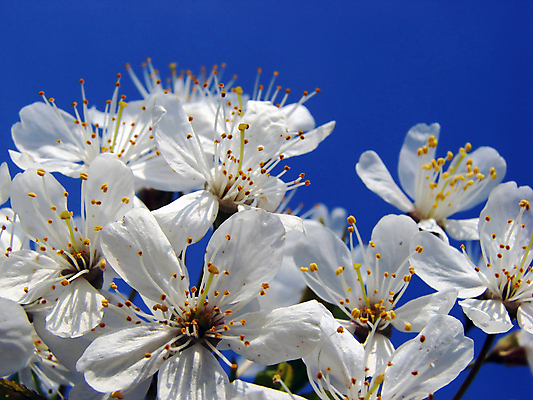 포토 JPG 해외이미지 나무 식물 계절 꽃잎 꽃 백그라운드 꽃무늬 자연 하늘 사람없음 야외 장식 여름 파란색 정원 맑음 봄 흰색 닫기 꽃집 묘사 꽃가루 내추럴 해외202004 해외포토 컬러 무늬 모션 날씨 상점 가루 생태계 파일형식 이미지허브