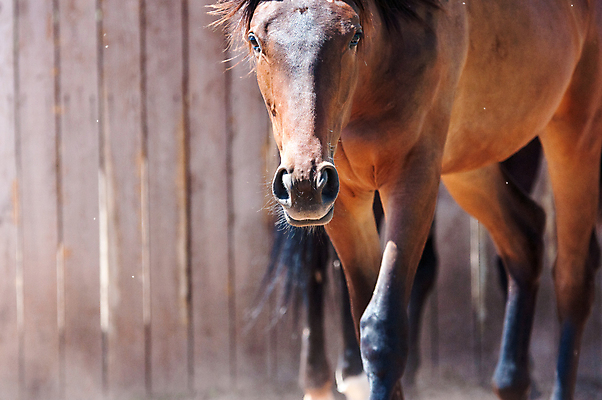 포토 JPG 해외이미지 동물 밭 포유류 자연 사람없음 야외 초록색 여름 울타리 농장 농경지 갈색 가축 목장 시골 승마 승차 꼬리 갈기 망아지 해외202004 해외포토 계절 새끼 스포츠 컬러 농업 모션 담장 말_동물 생태계 파일형식 이미지허브