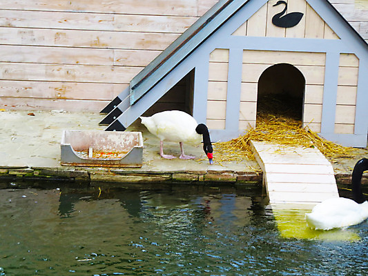 포토 JPG 해외이미지 동물 여자 남자 호수 물결 야생동물 백그라운드 날개 자연 조류 발렌타인데이 사랑 사람없음 야외 초록색 물 여름 파란색 빛 강 반사 평화 검은색 수영 침묵 흰색 하트 연못 쌍 우아함 심볼 순수 깃털 백조 장면 물새 단아함 벙어리 해외202004 해외포토 자연요소 모양 계절 감정 컬러 컨셉 데이이벤트 사람 소리 수상스포츠 생태계 파일형식 이미지허브