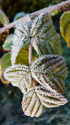 포토 JPG 해외이미지 나무 식물 디자인 계절 공원 백그라운드 단풍 잎 겨울 자연 아침 날씨 추상 사람없음 야외 목재 초록색 갈색 노란색 얼음 추위 가을 흰색 숲 크리스탈 질감 서리 내추럴 해외202004 해외포토 주간 자연요소 공공시설 컬러 무늬 재료 광석 생태계 파일형식 이미지허브