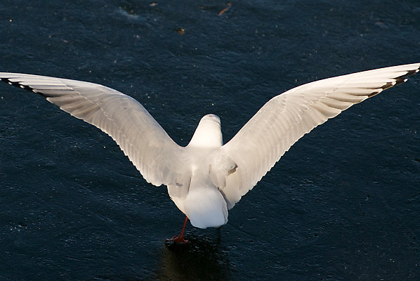 포토 JPG 해외이미지 동물 1 응시 호수 야생동물 바다 겨울 날개 자연 갈매기 조류 표면 바람 휴가 사람없음 물 햇빛 평화 얼음 젖음 덮개 흰색 연못 우아함 닫기 깃털 서리 물새 혼자 해외202004 해외포토 자연요소 시선 계절 컬러 컨셉 모션 날씨 태양 뚜껑 생태계 파일형식 이미지허브