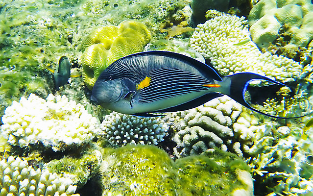 포토 JPG 해외이미지 야생동물 바다 여행 자연 이집트 어류 사람없음 물 파란색 수중 산호 다이빙 암초 수족관 홍해 깊이 해외202004 해외포토 자연요소 동물 컬러 아프리카 수영 수중동물 자포동물 생태계 수중스포츠 파일형식 이미지허브