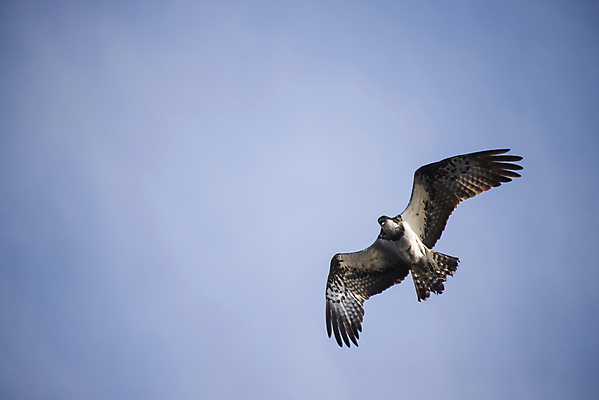 포토 JPG 해외이미지 나무 동물 계절 호수 바다 여행 조류 하늘 휴식 노르웨이 사람 풍경 사람없음 야외 목재 초록색 물 여름 파란색 강 컬러풀 반사 노란색 맑음 침묵 보트 해외202004 해외포토 자연요소 식물 유럽 컬러 컨셉 배_교통 재료 날씨 소리 파일형식 이미지허브