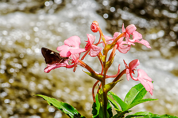 포토 JPG 해외이미지 나무 식물 계절 공원 꽃 분홍색 백그라운드 잎 꽃무늬 모션 태국 자연 휴가 휴식 부활절 풍경 사람없음 목재 아웃포커스 초록색 물 강 컬러풀 정원 보라색 수영 봄 활발 폭포 젖음 흐름 성장 벚꽃 가을 용 신선 개화 개울 난초 소프트포커스 숲 혀 순수 원예 복숭아 천국 블러 이국적 전국 파라다이스 해외202004 해외포토 자연요소 공공시설 기념일 아시아 컬러 컨셉 무늬 과일 재료 촬영기법 취미 수상스포츠 입 생태계 파일형식 이미지허브