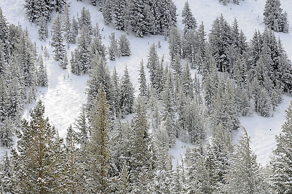 포토 JPG 해외이미지 주간 나무 겨울 자연 사람없음 야외 눈 캘리포니아 겨울풍경 해외202004 해외포토 자연요소 식물 계절 날씨 풍경 미국 생태계 파일형식 이미지허브