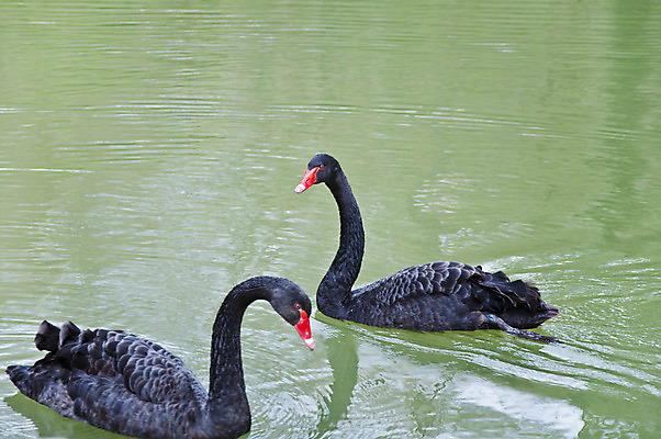 포토 JPG 해외이미지 동물 1 호수 물결 야생동물 백그라운드 2 패턴 자연 조류 아침 사랑 미술 사람없음 야외 옆모습 물 파란색 빛 반사 평화 수영 침묵 거울 안개 흰색 연못 황무지 우아함 순수 깃털 백조 장면 지역 천국 단아함 벙어리 웅장함 해외202004 해외포토 주간 자연요소 감정 뷰포인트 컬러 컨셉 무늬 날씨 문화예술 소리 수상스포츠 생태계 파일형식 이미지허브
