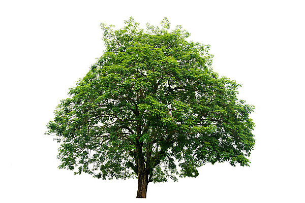 포토 JPG 해외이미지 나무 식물 계절 클리핑패스 줄기 백그라운드 단풍 낙엽 잎 크리스마스 자연 손바닥 사람없음 야외 목재 초록색 여름 환경 정원 봄 성장 흰색 나뭇가지 고독 숲 큼 자르기 수집 오브젝트 싱글 에코 코코넛 내추럴 고립 생태학 옛날 그리너리 해외202004 해외포토 손 교육 기념일 감정 컬러 과일 재료 모션 크기 생태계 파일형식 트랜드컬러 이미지허브