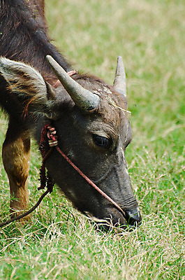 포토 JPG 해외이미지 동물 1 공원 아시아 문화 야생동물 밧줄 밭 농업 포유류 태국 자연 근육 생물 뿔 서기 사람없음 야외 초록색 힘 업무 소 위험 큼 먹기 진흙 무거움 내추럴 동물상 찰과상 해외202004 해외포토 공공시설 나라 산업 줄 컬러 컨셉 모션 조형물 작업 무게 상처 크기 생태계 파일형식 이미지허브