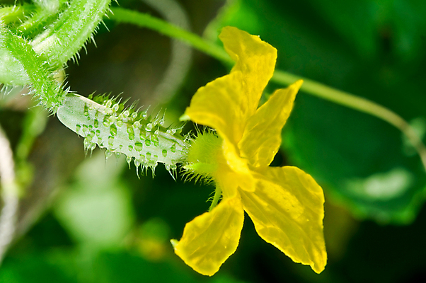 포토 JPG 해외이미지 식물 꽃 음식 줄기 잎 농업 채소 오이 사람없음 가로 초록색 농장 노란색 정원 성장 신선 개화 작음 싱글 상승 슛 진행 개발 온실 해외202004 해외포토 산업 컬러 컨셉 크기 파일형식 이미지허브