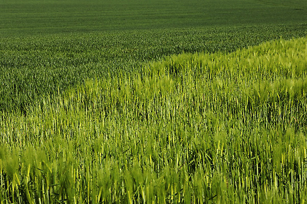 포토 JPG 해외이미지 밭 농업 자연 사람없음 초록색 밀 해외202004 해외포토 산업 컬러 곡류 생태계 파일형식 이미지허브