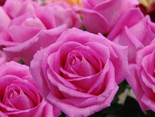 포토 JPG 해외이미지 식물 디자인 여자 꽃잎 꽃 분홍색 꽃다발 결혼 백그라운드 꽃무늬 자연 벽지 결혼식 휴가 발렌타인데이 선물 사랑 사람없음 장식 빨간색 장미 귀여움 정원 벚꽃 흰색 축하 인사 신선 신용카드 개화 다발 배열 심볼 질감 해외202004 해외포토 감정 컬러 컨셉 무늬 데이이벤트 사람 이벤트 금융 예절 생태계 파일형식 이미지허브