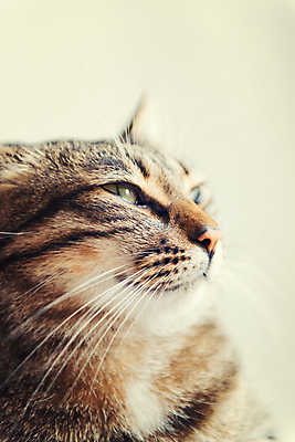 포토 JPG 해외이미지 동물 사람없음 반려동물 고양이 해외202004 해외포토 포유류 파일형식 이미지허브