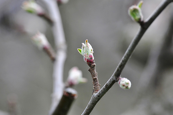 포토 JPG 해외이미지 나무 잎 과일 자연 사람없음 봄 나뭇가지 사과 해외202004 해외포토 식물 계절 생태계 파일형식 이미지허브