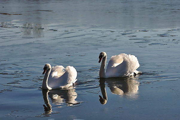포토 JPG 해외이미지 동물 계절 호수 야생동물 겨울 자연 조류 오리 사랑 풍경 사람없음 야외 물 강 햇빛 평화 귀여움 냉동 얼음 화목 침묵 추위 흰색 시골 연못 우아함 순수 깃털 서리 백조 장면 내추럴 단아함 웅장함 천진난만 해외202004 해외포토 자연요소 감정 컬러 컨셉 태양 소리 생태계 파일형식 이미지허브