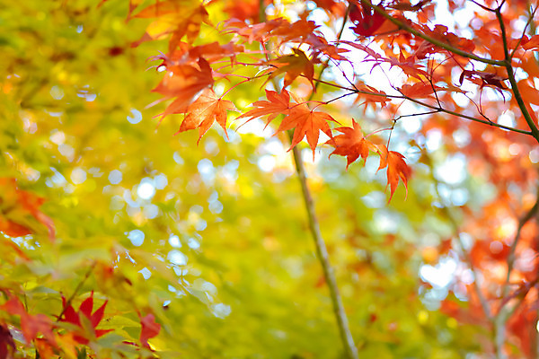포토 JPG 해외이미지 나무 식물 계절 공원 여행 백그라운드 단풍 잎 오렌지 자연 하늘 추상 풍경 사람없음 야외 빨간색 초록색 파란색 빛 컬러풀 햇빛 노란색 정원 일본 가을 나뭇가지 황금 숲 질감 장면 내추럴 교토 해외202004 해외포토 공공시설 아시아 컬러 무늬 과일 태양 생태계 파일형식 이미지허브