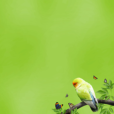 포토 JPG 해외이미지 동물 야생동물 나비 백그라운드 잎 날개 자연 조류 종류 사람없음 목재 초록색 반려동물 컬러풀 귀여움 정원 고요 나뭇가지 깃털 부리 앵무새 내추럴 해외202004 해외포토 나무 식물 컬러 곤충 컨셉 재료 생태계 파일형식 이미지허브