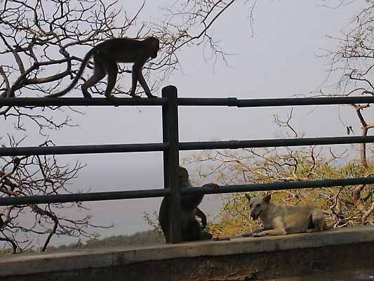포토 JPG 해외이미지 동물 자연 앉기 사람없음 여행객 원숭이 인도인 꼬리 해외202004 해외포토 외국인 포유류 모션 사람 동양인 생태계 파일형식 이미지허브
