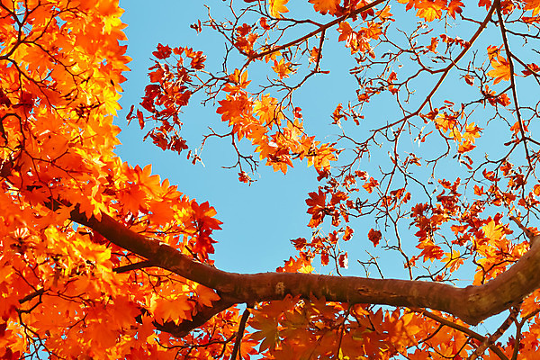 포토 JPG 해외이미지 나무 식물 계절 공원 여행 백그라운드 단풍 잎 오렌지 자연 하늘 추상 풍경 사람없음 야외 빨간색 초록색 파란색 빛 컬러풀 햇빛 노란색 정원 일본 가을 나뭇가지 황금 숲 질감 장면 내추럴 교토 해외202004 해외포토 공공시설 아시아 컬러 무늬 과일 태양 생태계 파일형식 이미지허브
