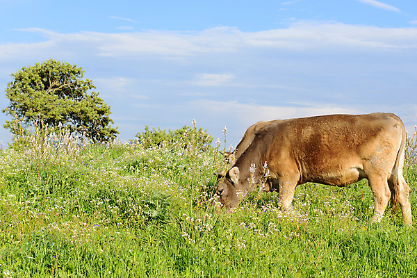 포토 JPG 해외이미지 나무 동물 구름 유럽 여행 밭 농업 포유류 자연 하늘 뿔 풍경 사람없음 야외 목재 초록색 여름 파란색 태양 농장 농경지 갈색 봄 목장 우유 가을 시골 소 땅 네덜란드 알프스 장면 내추럴 밭일 그리너리 목가 해외202004 해외포토 자연요소 식물 계절 나라 산업 컬러 재료 유제품 생태계 파일형식 트랜드컬러 이미지허브