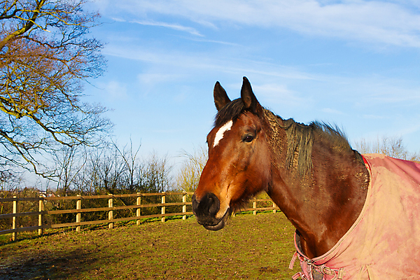 포토 JPG 해외이미지 나무 동물 커플 행복 야생동물 스포츠 2 겨울 포유류 자연 초식동물 털 따뜻함 사람없음 목재 빨간색 울타리 반려동물 태양 농장 갈색 검은색 봄 추위 자유 코트 흰색 시골 만 승마 담요 그림 내추럴 고립 기르기 무료 해외202004 해외포토 자연요소 식물 계절 감정 컬러 컨셉 농업 재료 관계 담장 외투 생태계 돌봄 파일형식 이미지허브