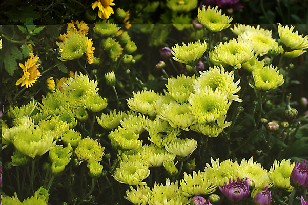 포토 JPG 해외이미지 국화 사람없음 침묵 해외202004 해외포토 꽃 소리 파일형식 이미지허브