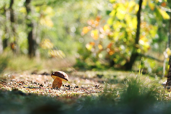 포토 JPG 해외이미지 식물 1 계절 음식 단풍 채소 재료 자연 건강 사람없음 목재 여름 빛 태양 갈색 맑음 식사 버섯 성장 광선 가을 신선 숲 수분 유기농 날것 내추럴 곰팡이 그물버섯 식용 채식주의자 캡모자 혼자 해외202004 해외포토 자연요소 나무 모자_잡화 웰빙 컬러 잎 날씨 생태계 채식 파일형식 이미지허브