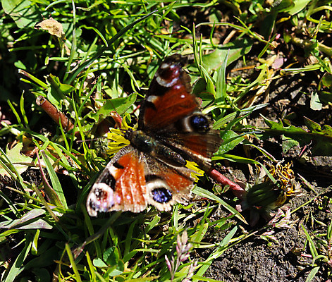 포토 JPG 해외이미지 동물 꽃 유럽 야생동물 나비 곤충 백그라운드 날개 오렌지 일러스트 자연 안테나 종류 사람없음 빨간색 여름 컬러풀 갈색 노란색 환경 정원 화목 봄 펼침 흰색 벌레 공작 수집 나방 강렬 고립 동물상 해외202004 해외포토 식물 계절 나라 컬러 컨셉 과일 통신 모션 조류 조형물 생태계 파일형식 이미지허브