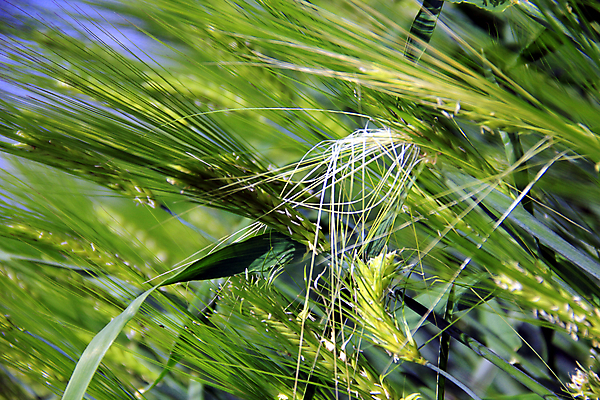 포토 JPG 해외이미지 식물 계절 음식 빵 여행 백그라운드 밭 농업 자연 날씨 씨앗 사람없음 초록색 여름 빛 농작물 농장 노란색 봄 수확 성장 시골 낟알 땅 시리얼 밀 보리 내추럴 강렬 밭일 호밀 해외202004 해외포토 산업 컬러 곡류 생태계 파일형식 이미지허브