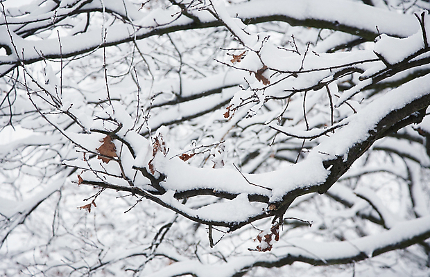 포토 JPG 해외이미지 나무 구름 계절 백그라운드 크리스마스 겨울 밭 자연 하늘 요정 이야기 풍경 사람없음 야외 파란색 냉동 얼음 침묵 새벽 추위 안개 흰색 시골 황무지 숲 시원함 서리 엽서 장면 흐림 깊이 벌거벗은 해외202004 해외포토 자연요소 식물 기념일 컬러 농업 날씨 소리 편지 생태계 파일형식 이미지허브