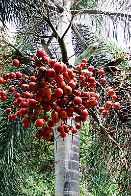 포토 JPG 해외이미지 나무 식물 아시아 잎 태국 자연 씨앗 사람없음 야외 빨간색 야자수 활발 나뭇가지 황무지 숲 열대우림 열대기후 해외202004 해외포토 나라 컬러 컨셉 생태계 파일형식 이미지허브