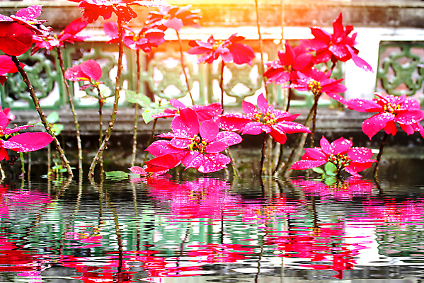 포토 JPG 해외이미지 식물 디자인 꽃잎 꽃 백그라운드 꽃무늬 밭 자연 미술 사람없음 빨간색 초록색 컬러풀 정원 봄 수확 벚꽃 흰색 닫기 양귀비 고립 해외202004 해외포토 계절 컬러 무늬 농업 모션 문화예술 생태계 파일형식 이미지허브