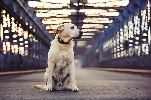 포토 JPG 해외이미지 한마리 응시 도로 여행 휴식 앉기 사람없음 야외 반려동물 귀여움 환자 관찰 도시 기다림 개 고독 래브라도리트리버 철 송곳니 기르기 복종 신앙심 옛날 충실 혼자 해외202004 해외포토 동물 1 시선 감정 길 컨셉 포유류 의학 교통시설 모션 리트리버 치아 돌봄 파일형식 이미지허브