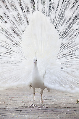 포토 JPG 해외이미지 1 공원 남자 야생동물 백그라운드 패턴 자연 조류 사람없음 야외 장식 가로 세로 컬러풀 머리 침묵 활발 펼침 흰색 우아함 공작 전시회 깃털 묘사 꼬리 부리 목 보여주기 꿩 고립 해외202004 해외포토 동물 공공시설 컬러 컨셉 무늬 모션 사람 신체부위 소리 전시 생태계 파일형식 이미지허브