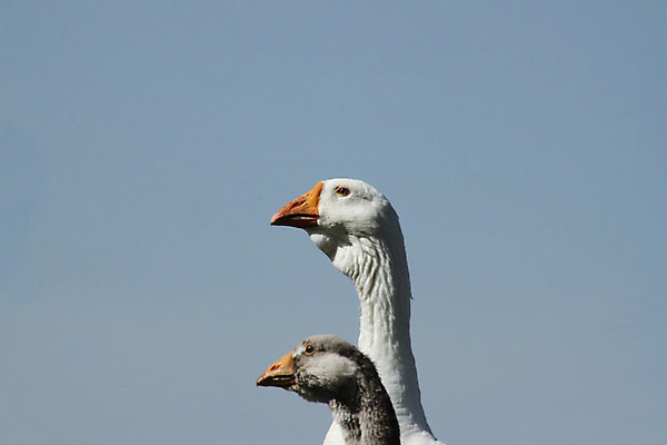 포토 JPG 해외이미지 응시 호수 날개 조류 경비 사람없음 물 여름 강 농장 머리 마을 수영 회색 흰색 시골 연못 뜨거움 보호 군중 깃털 메인 리더 시력 부리 목 거위 물새 제비 해외202004 해외포토 자연요소 동물 시선 계절 컬러 컨셉 농업 안전 사람 신체부위 수상스포츠 파일형식 이미지허브