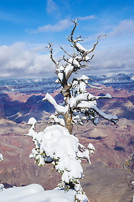 포토 JPG 해외이미지 주간 나무 겨울 자연 사람없음 야외 미국 눈 그랜드캐니언 겨울풍경 해외202004 해외포토 자연요소 식물 계절 북아메리카 날씨 풍경 생태계 파일형식 이미지허브