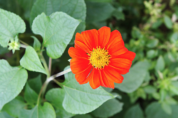 포토 JPG 해외이미지 식물 1 계절 꽃잎 꽃 음식 분홍색 꽃다발 백그라운드 잎 꽃무늬 패턴 밭 오렌지 자연 선물 사람없음 장식 빨간색 초록색 여름 컬러풀 노란색 정원 봄 벚꽃 신선 우아함 닫기 달리아 싱글 데이지 내추럴 해외202004 해외포토 컬러 컨셉 무늬 농업 과일 모션 생태계 파일형식 이미지허브