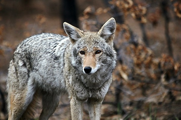 포토 JPG 해외이미지 동물 공원 야생동물 포유류 자연 사람없음 골짜기 사막 육식동물 애리조나 송곳니 해외202004 해외포토 공공시설 미국 치아 생태계 파일형식 이미지허브