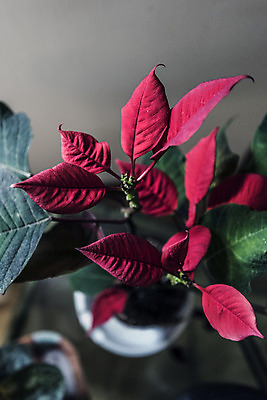 포토 JPG 해외이미지 식물 계절 실루엣 잎 자연 선물 사람없음 빨간색 초록색 햇빛 정원 축제 희망 활발 기쁨 다양 에너지 시골 인사 그룹 수분 원예 꽃가루 꿀 해외202004 해외포토 감정 컬러 다수 컨셉 촬영기법 취미 태양 예절 가루 생태계 파일형식 이미지허브